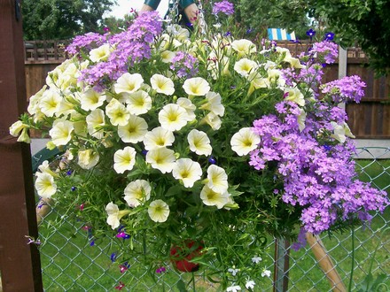 A garden flower photo