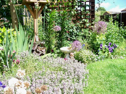 A garden flower photo