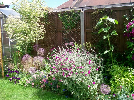 A garden flower photo