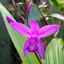 Bletilla striata