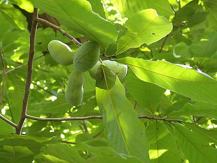 Paw Paws