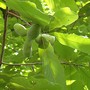 Paw_paws_leaves_7-05-02