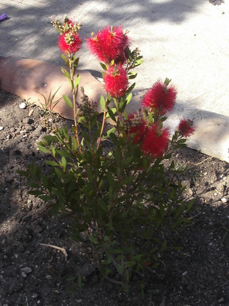 Bottle Brush (Callistemon citrinus)