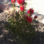 Callistemon citrinus