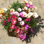 Jackie_s_Garden_Picture_s__19th_June_08_014.jpg
