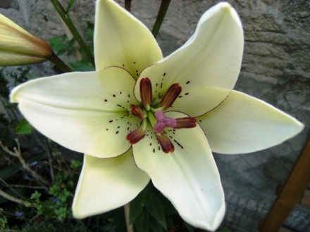 Lilie (Lilium L.A. Eyeliner)