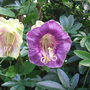 sfgaug07a_001.jpg (Cobaea Scandens)