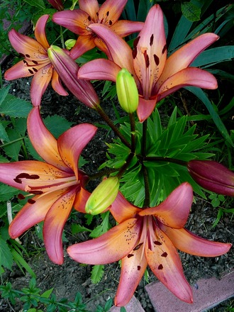Lillies (Lilium vivaldi)