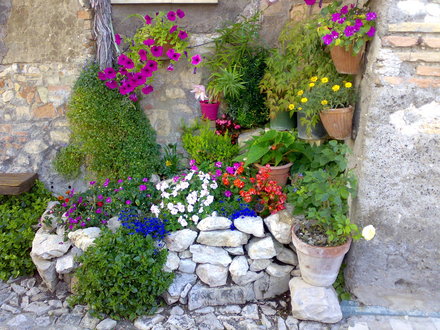 A garden flower photo