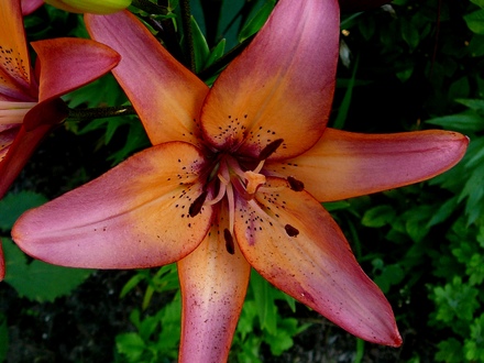 Single lily flower (Lilium vivaldi)