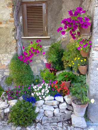 A garden flower photo