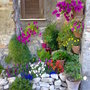 Little_garden_in_june