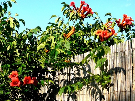 Campsis Radicans. (Iberis sempervirens (Candytuft))
