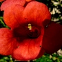 Campsis radicans (Campsis radicans (Seem))