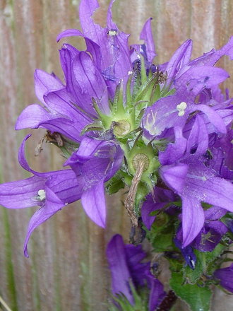 Campanula (Glom.Superba). June 2008. (Campanula Glom.superba)