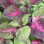 Garden_june_2008_015