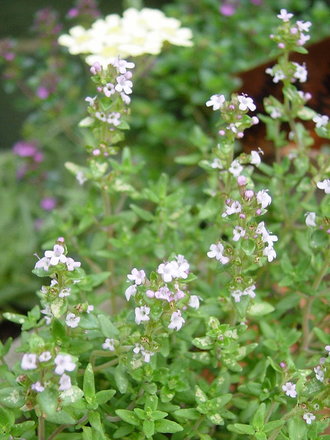 Thyme in flower. (Thymus vulgaris (Garden thyme))