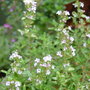 Garden_june_2008_022
