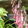 Garden_june_2008_016