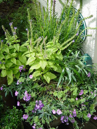 Mixed container planting June 2008.