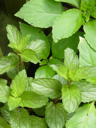 Mint in the foreground of the photo. 'Chocolate mint'. (Smells of chocolate) (Mentha)