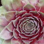 Garden_june_2008_021