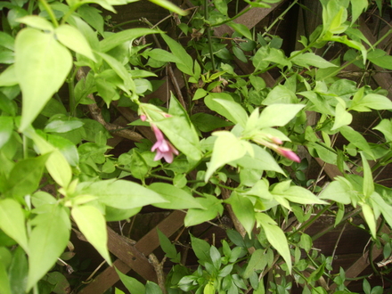 CommonJasmine (Jasminum Officianale) Buds Breaking 06.08 (Jasminum officinale   (Vistabile))