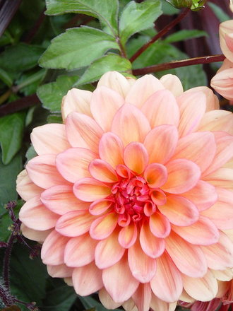 Dahlia' Gallery orange' June 2008.