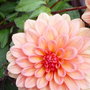 Dahlia' Gallery orange' June 2008.