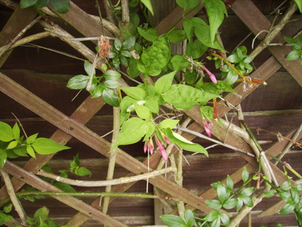 Common Jasmine (Jasmine Officinale) in Bud 06.08 (Jasminum officinale   (Vistabile))