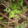 Commonjasminebudsvistabilepatiotrellis23
