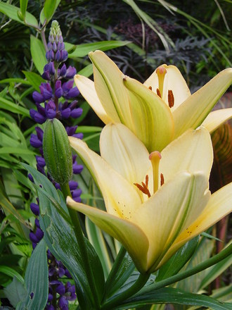 Lily Asiatic 'Salmon Pride'. June 2008.