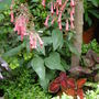 Garden_june_2008_014