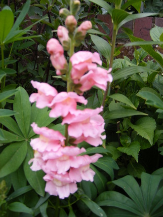 A garden flower photo