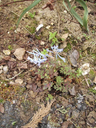 Corydalis Flexuosa Purple Leaf in Flower 05.08 (Corydalis flexuosa)