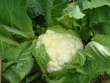 cauliflowers fluffy and.........