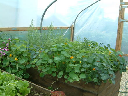 the herb bed