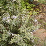 Hebe pinguifolia