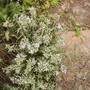 Hebepinguefoliavistabileoldpondbed23