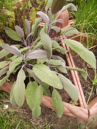 PurpleSage (Salvia Officinalis Purpurescens) 06.08 (Salvia officinalis 'Purpurescens')