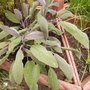 PurpleSage (Salvia Officinalis Purpurescens) 06.08 (Salvia officinalis 'Purpurescens')