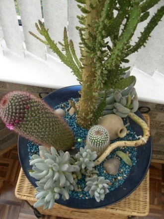 Cacti (Mammilliara backegergiana & Parodia rudibuenekeri)