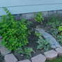 New plantings this year behind the garage (other side of backyard)