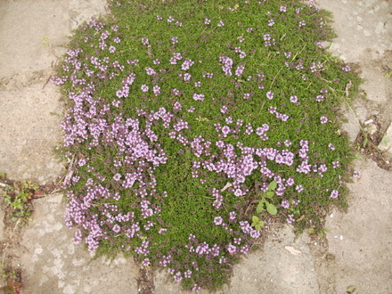 Garden Thyme (Thymus Officinale) first Flowers 06.08 (Thymus vulgaris)