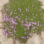 Thymus vulgaris