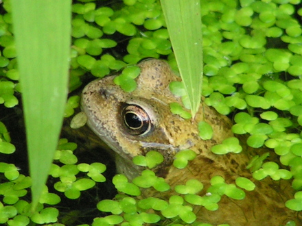 frog_1.jpg