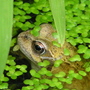 Frog_1