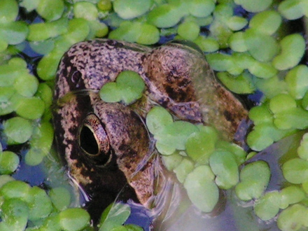 frog_2.jpg