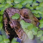Frog_2