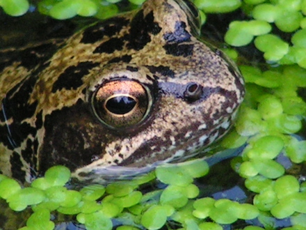 frog3.jpg
